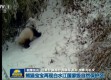 红外相机捕捉，大熊猫母子出游，自然与母爱的温馨瞬间
