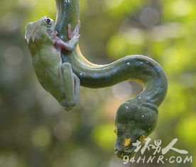女子与2岁树蛙共舞核桃,一场温馨的奇妙夜 女子与2岁树蛙共舞核桃,一场温馨的奇妙夜